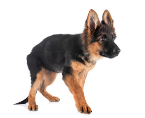puppy german shepherd