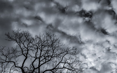 Silhouette dead tree and branch on grey sky background. Black branches of tree. Nature texture background. Art background for sad, dead, lonely, hopeless, and despair. Halloween day background.
