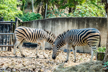 Fototapeta na wymiar two Zebra in the zoo. In the park in nature. Zoo animals concept. Zebras folded their heads in the shape of a heart.