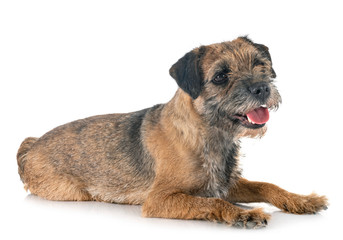 young border terrier