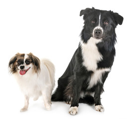 Fototapeta premium australian shepherd and phalene dog