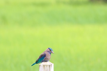 Blue\Brown bird on post 