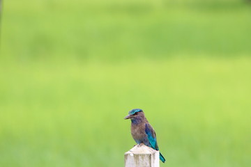 Blue\Brown bird on post 