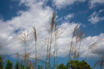 ススキと秋の空