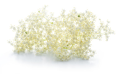 Elderberry inflorescence on white background.