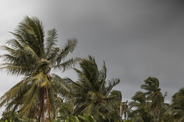 Beginning of tornado or hurricane winding and blowing coconut palms tree with dark storm clouds. Rainy season in the tropical