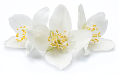 Naklejka na ściany i meble Blooming jasmine flowers isolated on white background.