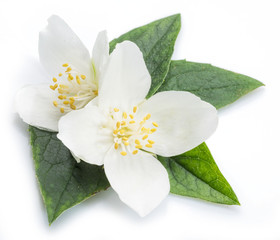 Obraz na płótnie Canvas Blooming jasmine flowers isolated on white.