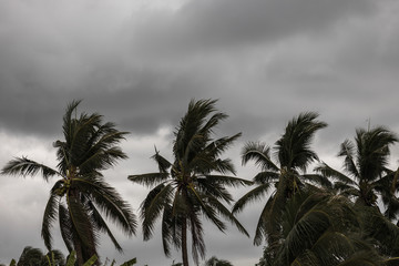 Beginning of tornado or hurricane winding and blowing coconut palms tree with dark storm clouds. Rainy season in the tropical