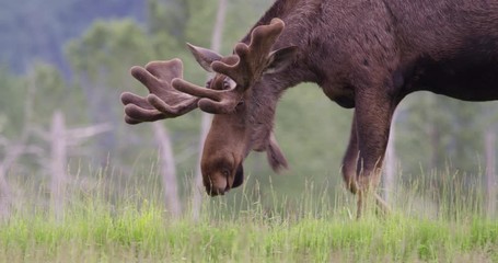Close up of Alaskan Moose Big Rack walking with head down at grass level. 4K shot on RED