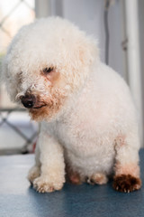Bichon Bolognese dog breed with Malassezia pachydermatis