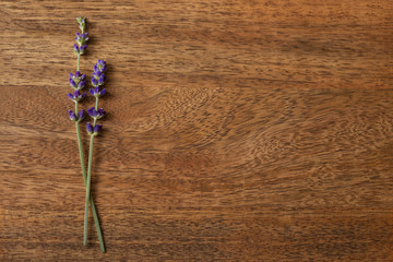 Lavenders flowers, twigs of lavender,  on wooden background, top view. Space for text