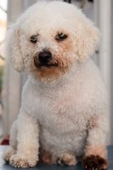 Bichon Bolognese dog breed with Malassezia pachydermatis
