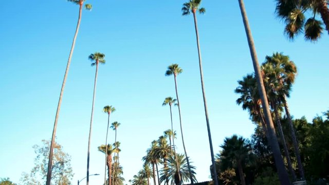 REYFORD DR BEVERLY HILLS PALM TREES
