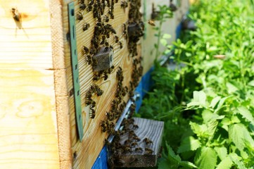 Bees at old hive entrance. Bees are returning from honey collection