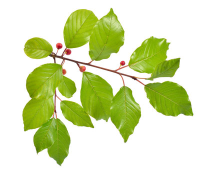 Frangula or buckthorns twig with berry isolated on white background