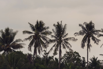 Beginning of tornado or hurricane winding and blowing coconut palms tree with dark storm clouds. Rainy season in the tropical