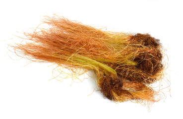 Corn or mature silk isolated on white background