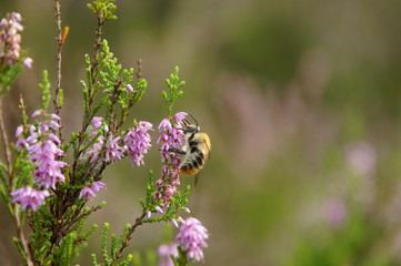 Bee on heather