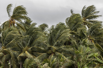 Beginning of tornado or hurricane winding and blowing coconut palms tree with dark storm clouds. Rainy season in the tropical