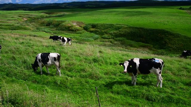 北海道 豊富町の大規模な牧場の乳牛 / 北海道の新鮮な食材イメージ