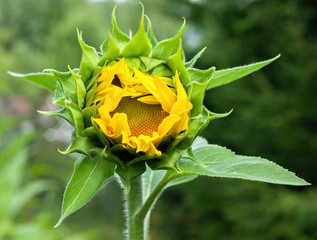 Beautiful yellow sunflower bud close-up
