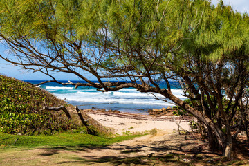  Bathsheba Beach- Sträucher , Felsen und blauer Himmel an der Ostküste der Insel Barbados.