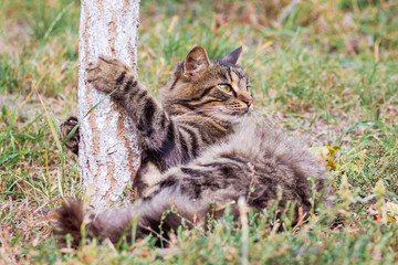 A striped fluffy cat sits in a garden on the grass, hugging a tree_