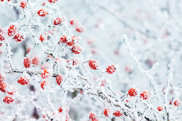 Bush of dog-rose with red berries covered with frost_