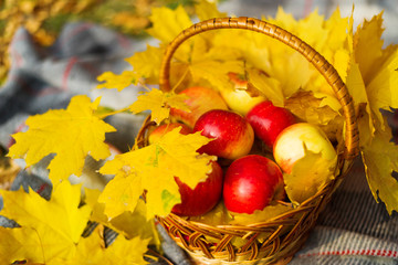 Autumn concept: basket with apples and bright yellow leaves on a gray plaid.