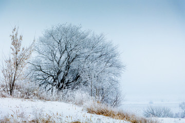 Frost covered tree on blue sky background in winter_