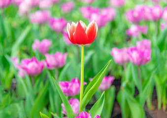 Colorful tulips are blooming in the garden