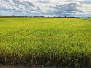 green wheat field and blue sky