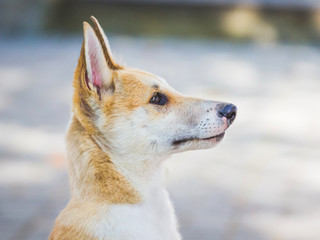 Portrait of young dog of breed a husky (laika) in profile_