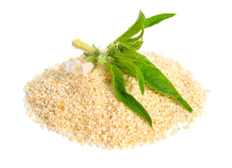 Sesame plant with flowers and seed isolated on white background