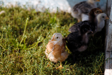 chicks in the grass