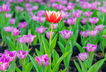 Colorful tulips are blooming in the garden