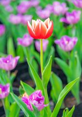Colorful tulips are blooming in the garden
