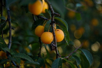 yellow mirabelle plums on the green tree branch in the garden
