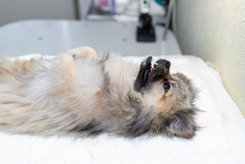 dog under anesthesia in veterinarian clinic waiting for surgery