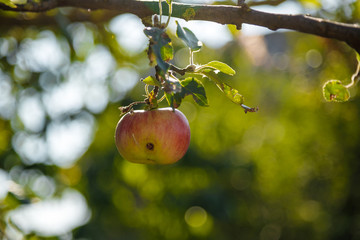 apple with wormhole on the green tree branch in the garden