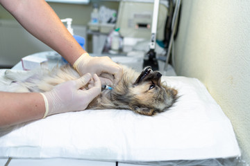 dog under anesthesia in veterinarian clinic waiting for surgery