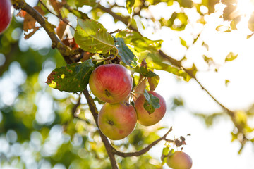 red apples on a tree in the sunshine