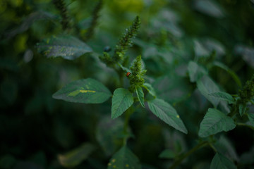 small lady bug sitting on the green leaves