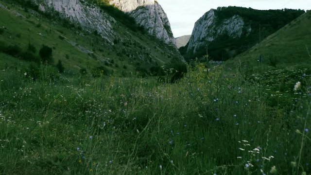 A tracking shot through the luscious green grass and hills spanning the landscape of the Apuseni mountain range, in Transylvania, Romania. The vast mountains stretch into the distance on a sunny day.