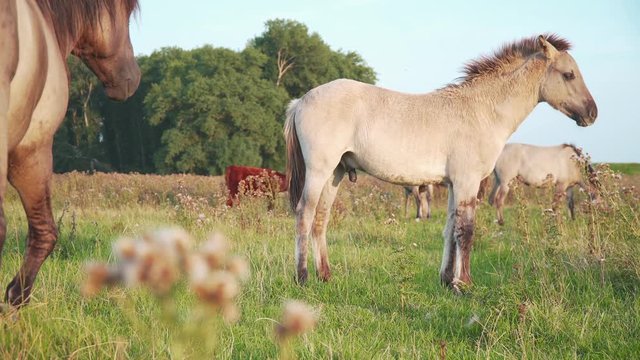 Little  Horse in a Meadow field, with other free Animals.
