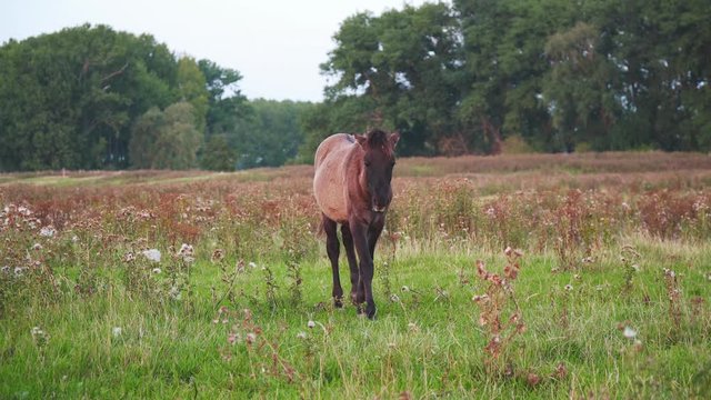 Young Brown Horse walks in a meadow. Free Equine cross a green field with wildflowers.