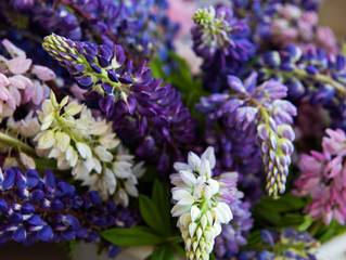 Pink and purple lupine bunch