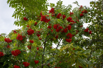 Russia. Nature of the Far East: Rowan (Sorbus aucuparia)