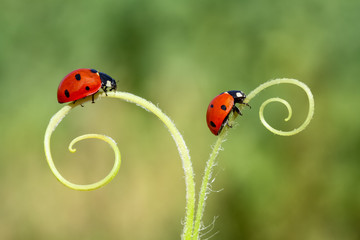 two little ladybugs crawling on a winding blade of grass on a bright summer meadow  B © mehmetkrc